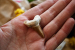 Petites dents de requin Fossile