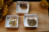 Petites Ammonites fossiles