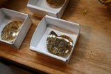 Petites Ammonites fossiles