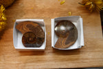 Grandes Ammonites fossiles