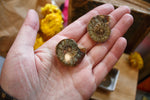 Paires d'Ammonites fossiles